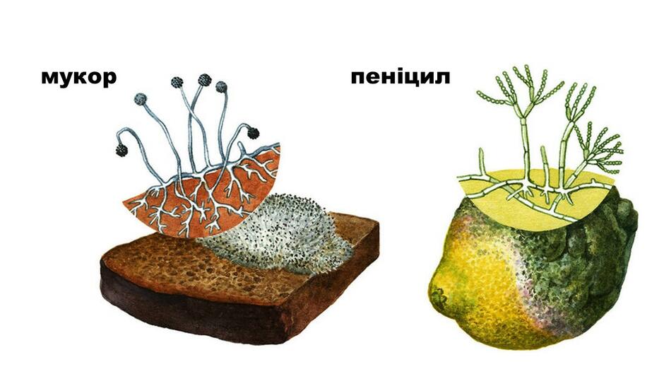 Рисунок плесневого гриба