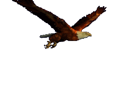 0200vp1n-9069-426x289.gif