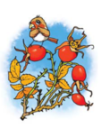 0200vpnu-4a4a-113x153.png