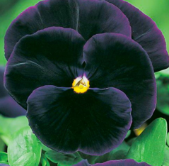 0200vrpj-5b23-239x234.png