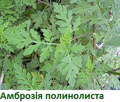 0200vs9v-51db-239x204.jpg