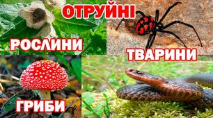 Ознайомлення з найпоширенішими  отруйними рослинами, грибами і тваринами своєї місцевості.