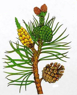 0200vvoh-6873-154x190.png