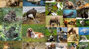 Презентація на тему "Tiere"