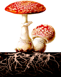 0200vyxw-2895-196x246.png