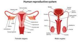 Reproductive System