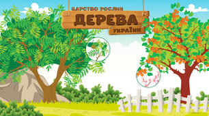 Дерева України