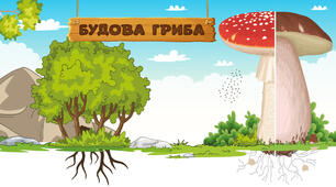Будова гриба