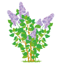 0200w1r8-aded-200x225.png