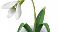 Конспект заняття з художньо-естетичної діяльності (малювання) для середньої групи «Квітуча весна»