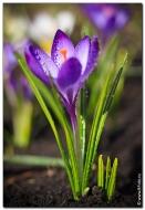 Фото крокусы цветы, картинки весенние крокусы фотографии