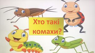 Хто такі комахи?