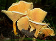 0200w5p0-f958-191x139.jpg