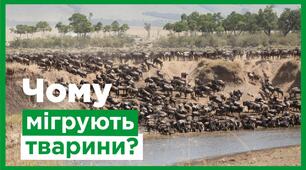 Презентація на тему: "Чому мігрують тварини?"