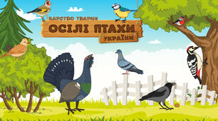 Осілі птахи України