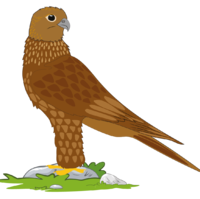 0200wbgf-b1c1-200x199.png