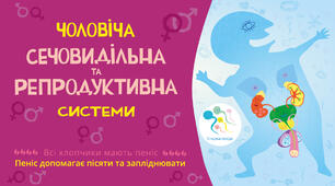 Чоловіча статева система