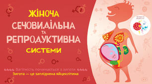Жіноча сечовидільна та репродуктивна система. Вагітність