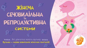 Жіноча сечовидільна та репродуктивна система