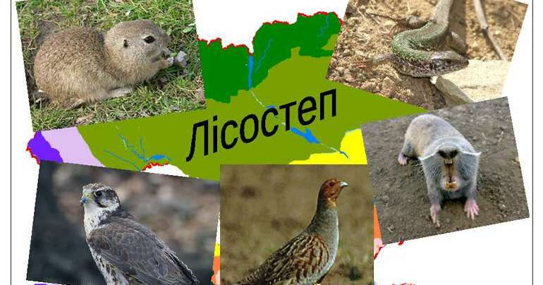 Природні зони України. Мішані ліси. Лісостеп. | Тест на 10 запитань ...