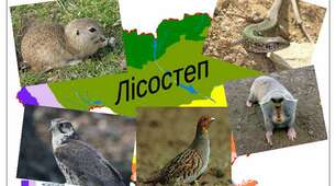 Природні зони України. Мішані ліси. Лісостеп. 