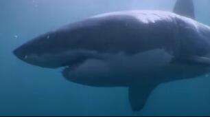 Listening " The Great White Shark"