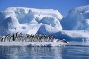 Выставка "Антарктида: два века исследований" к 200-летию открытия континента
