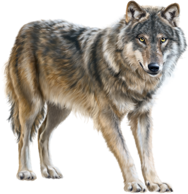0200wewb-300f-940x970.png