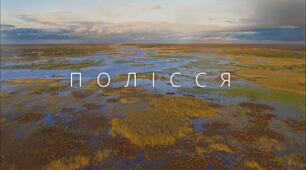 Що я знаю про зону мішаних лісів