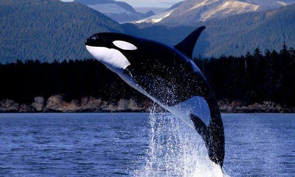 0200wqse-7c73-600x360.jpg