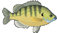 0200wrak-82c0-198x116.gif