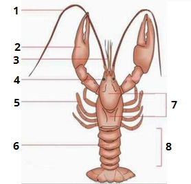 0200ws9w-def2-278x268.png