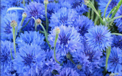 0200wu1m-968f-239x149.png