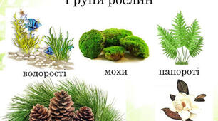 Різноманітність рослин