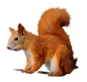 0200wvr4-257c-87x82.png