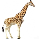 0200ww0r-d511-128x129.png