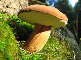 0200ww84-f0b2-267x200.jpg