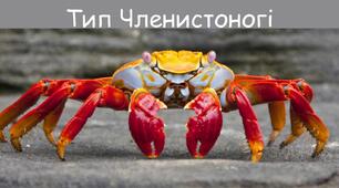 Тип Членистоногі