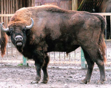Червона книга України. Зубр Bison bonasus (Linnaeus, 1758)