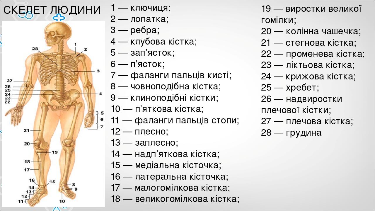 Лопатка у собаки где находится фото