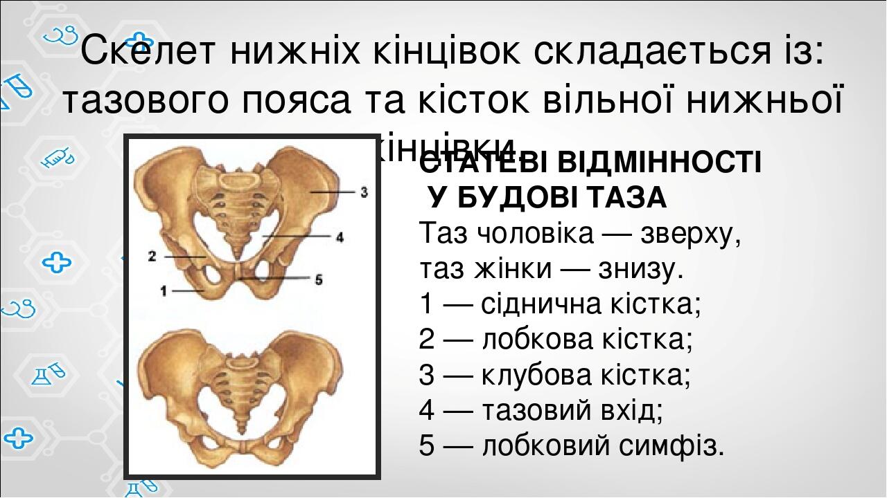 Где пояс у человека фото