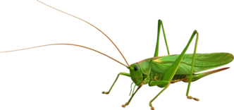 0200xcay-b3f8-332x156.png