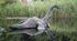 The Mystery of the Loch Ness Monster