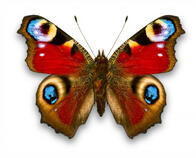 0200xg2q-eb8b-196x158.jpg