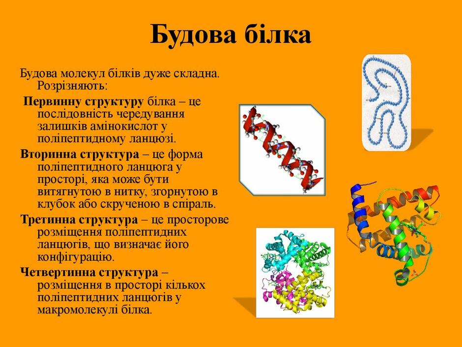 Будова білків - яка біологічна роль білків, склад, будова і властивості