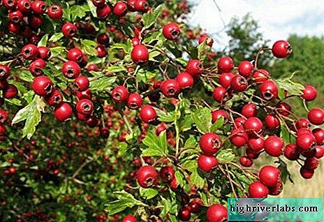 0200xigu-78f6-464x318.jpg