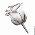 0200xk0c-363c-233x233.png