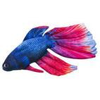 Gaby The Siamese Fighting Fish Голубой, Waveinn