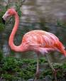 Фламинго | Flamingo, Image, Animals