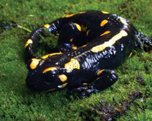 Червона книга України. Саламандра плямиста Salamandra salamandra (Linnaeus,  1758)